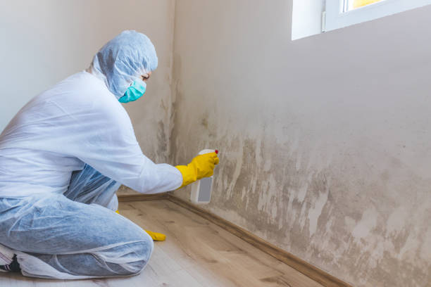 Licensed Mold Testing service in Cary, NC - WQB Mold Removal