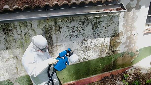 Top rated local Mold Testing specialists in Cary, NC